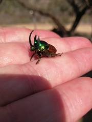 Proagoderus lanista