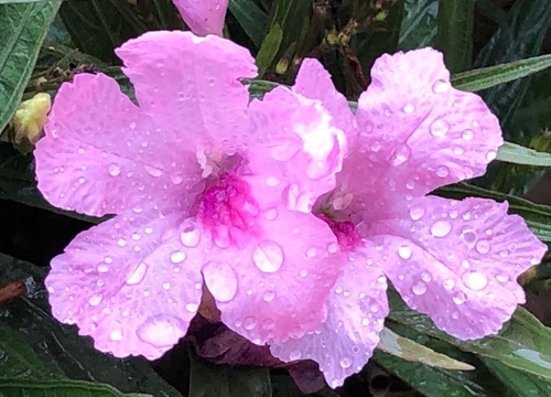 Ruellia simplex