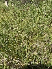Carex illota