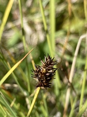 Carex illota