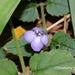 Torenia benthamiana - Photo (c) Lijin Huang (紫楝), osa oikeuksista pidätetään (CC BY-NC), lähettänyt Lijin Huang (紫楝)