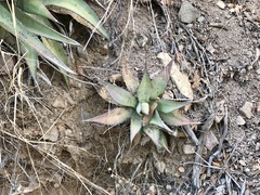 Agave shrevei