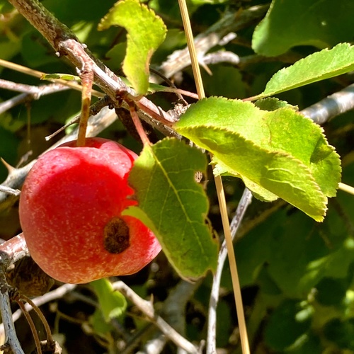 Sierra plum fruiting