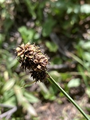 Carex nova