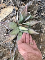 Agave shrevei