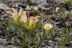 Pedicularis capitata