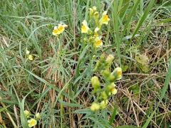 Linaria vulgaris
