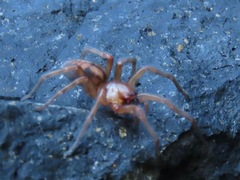 Callobius pictus