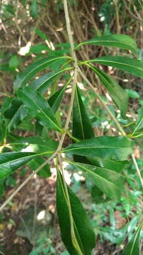Pittosporum pentandrum