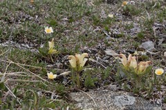 Pedicularis capitata