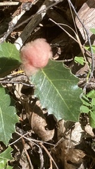 Heteroecus dasydactyli