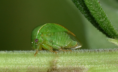 Spissistilus festinus