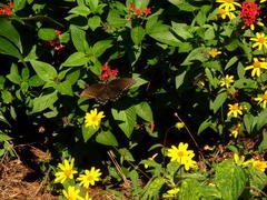 Papilio troilus image