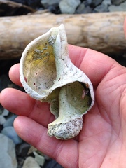 Beringius kennicottii