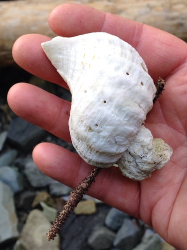 Beringius kennicottii