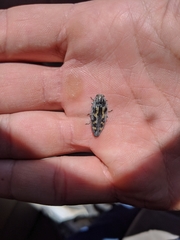 Buprestis laeviventris