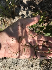 Euphorbia curtisii