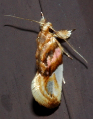 Habroscopa iriodes
