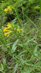 Lithospermum multiflorum