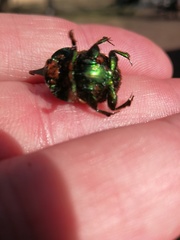 Proagoderus lanista
