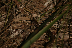 Ctenotus labillardieri