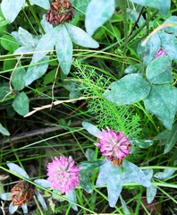 Erysiphe trifoliorum