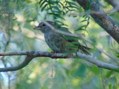 Arremonops rufivirgatus