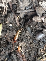 Euborellia annulipes