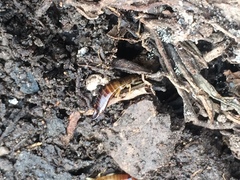 Euborellia annulipes