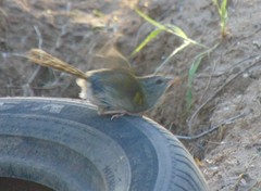 Arremonops rufivirgatus