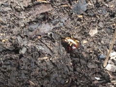 Euborellia annulipes