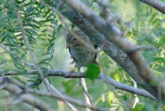 Arremonops rufivirgatus