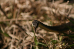 Elapognathus minor