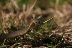 Elapognathus minor