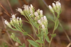 Sericocarpus rigidus