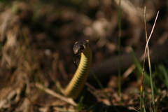 Elapognathus minor