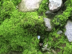 Thuidium peruvianum