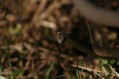 Elapognathus minor