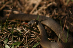 Elapognathus minor