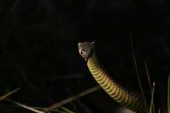 Elapognathus minor