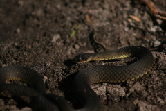Elapognathus minor