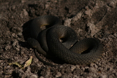 Elapognathus minor