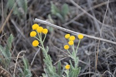 Tanacetum achilleifolium