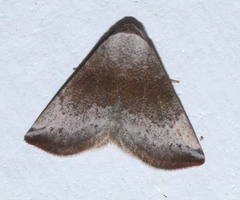 Mataeomera mesotaenia