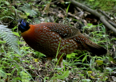 Tragopan temminckii