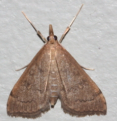 Metasia dicealis