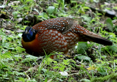 Tragopan temminckii