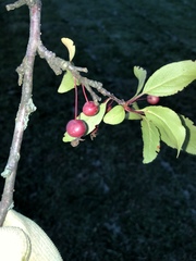 Malus moerlandsii