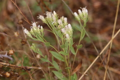 Sericocarpus rigidus