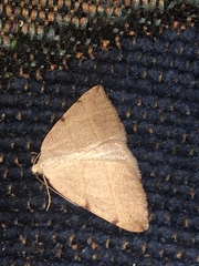 Drepanulatrix bifilata